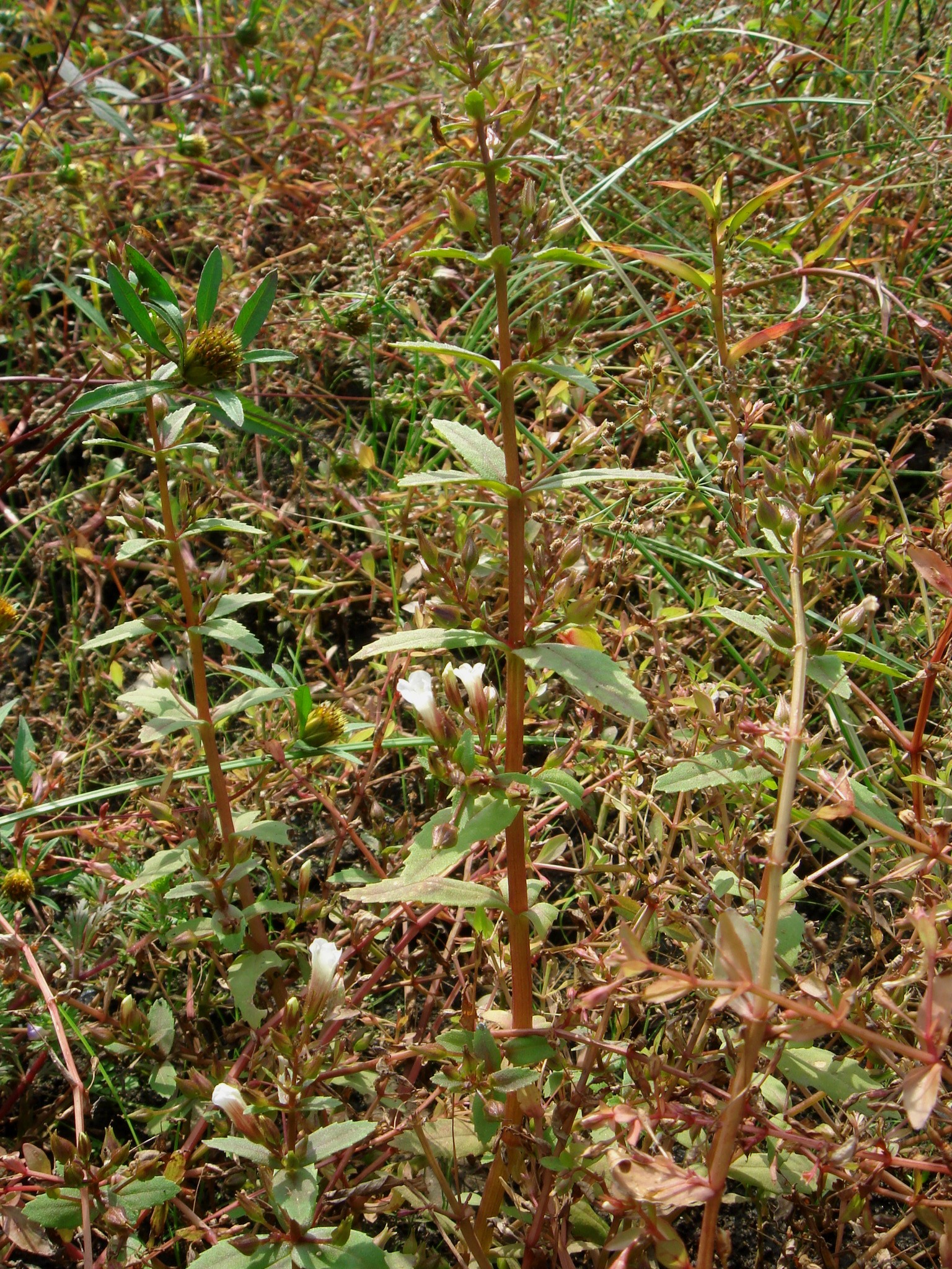 Limnophila aromatica (Lamarck) Merrill